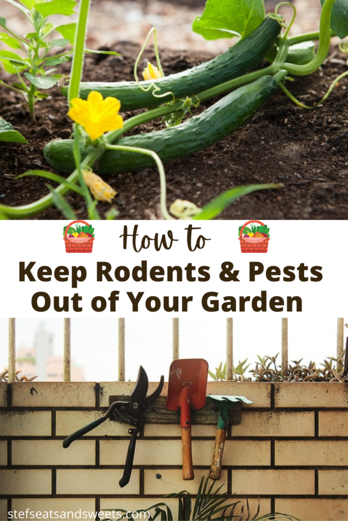 How to keep rodents & pests out of your garden pinterest collage 
