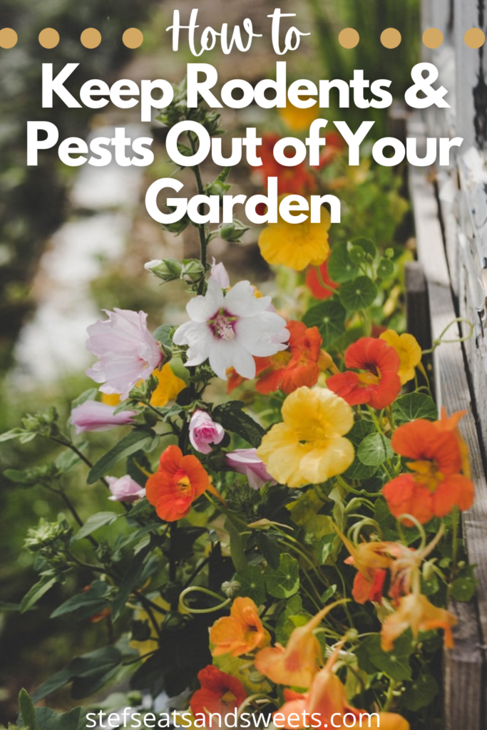 How to keep rodents and pests out of your garden pinterest image with text 
