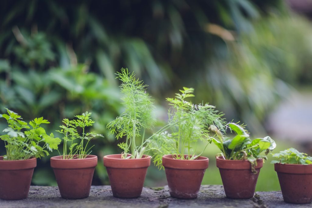 How to Dry Fresh Herbs from the Garden Stef's Eats and Sweets