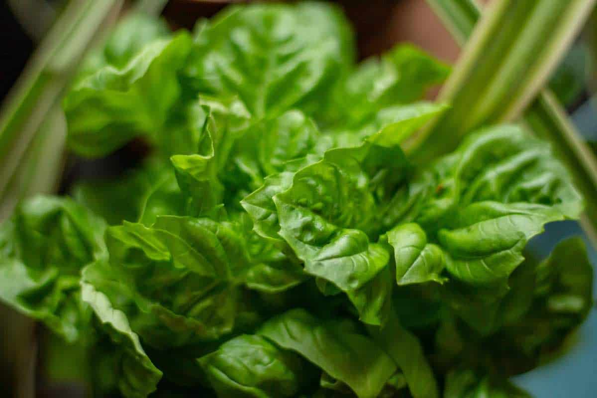 basil from garden